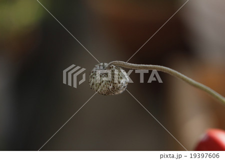 シュウメイギクの綿毛 19397606