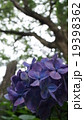 密林の紫陽花 19398362