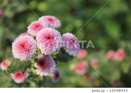 秋 野菊 鎮魂の花 秋 野菊 鎮魂の花 19398443
