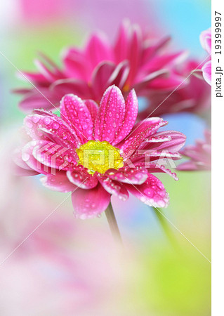 chrysanthemum chrysanthemum 19399997