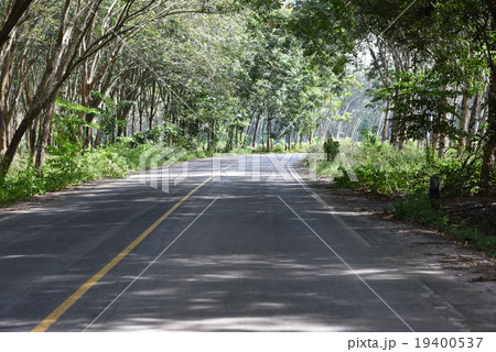 rubber plantation 19400537