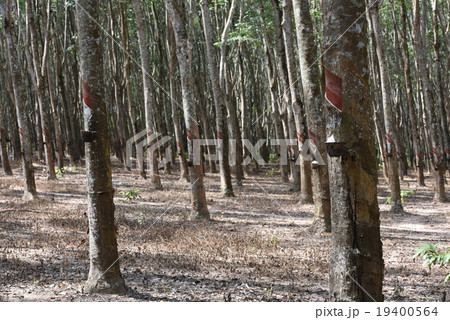 rubber plantation 19400564