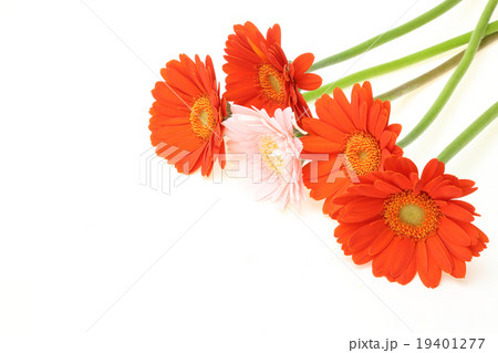 ガーベラ 19401277