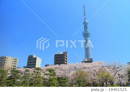 スカイツリーと隅田公園の桜 スカイツリーと隅田公園の桜 19401525