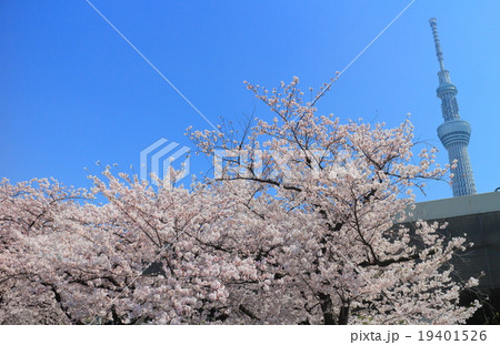 スカイツリーと隅田公園の桜 スカイツリーと隅田公園の桜 19401526