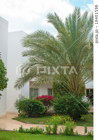Palm trees in a garden Palm trees in a garden 19401596