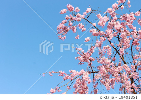 春のイメージ_青空と八重桜 19401851