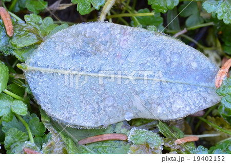 霜のついた葉っぱ 19402152