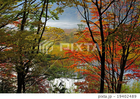 紅葉 19402489
