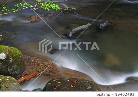 西の郷遊歩道 19402493