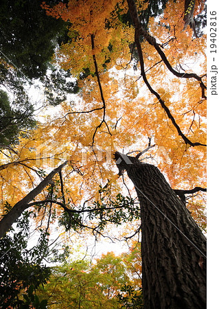 自然　植物　イロハモミジ、雑木林の秋。クヌギの大木とモミジの紅葉 19402816