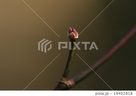 自然　植物　イロハモミジ、落葉したばかりの小枝に既に冬芽が出てきています 19402818