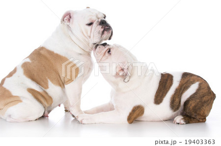 bulldog mother and daughter bulldog mother and daughter 19403363