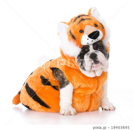 dog wearing tiger costume dog wearing tiger costume 19403695
