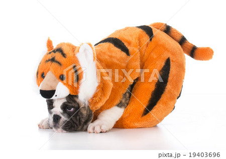 dog wearing tiger costume dog wearing tiger costume 19403696