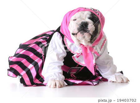 pirate puppy 19403702