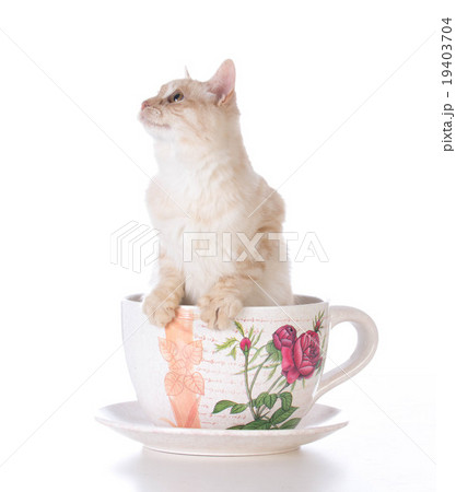 kitten in a teacup 19403704
