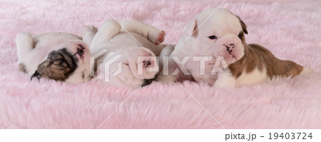 litter of puppies litter of puppies 19403724