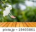 Wooden table with Beautiful blurred white flower  19403861