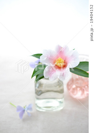 瓶に挿した椿の花 19404152