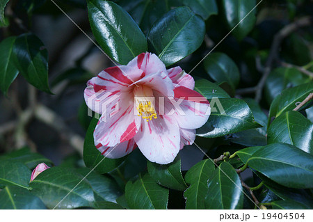 椿 品種は春の台 ハルノウテナと申します。 椿 品種は春の台 ハルノウテナと申します。 19404504