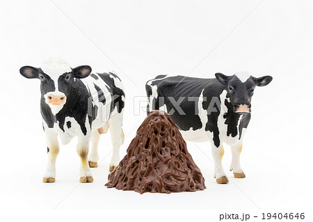 ウシとウシのフン山盛り: Cows and their feces 19404646