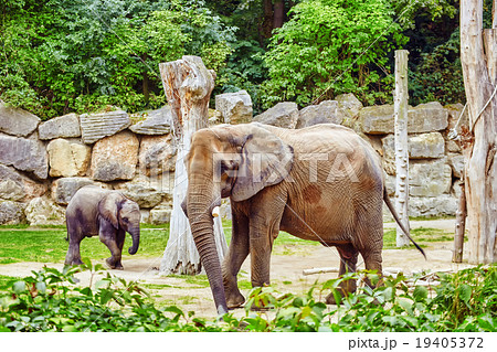 Large Indian elephants its natural habitat. Large Indian elephants its natural habitat. 19405372
