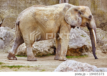 Large Indian elephants its natural habitat. 19405373