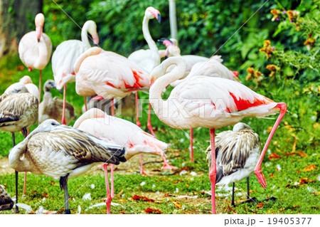 Flock of the Pink flamingo in nature  19405377