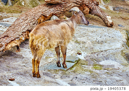 Single ram in their natural habitat in the wild . 19405378