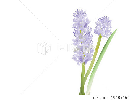 Hyacinth Blue Flowers On White Background Vector のイラスト素材
