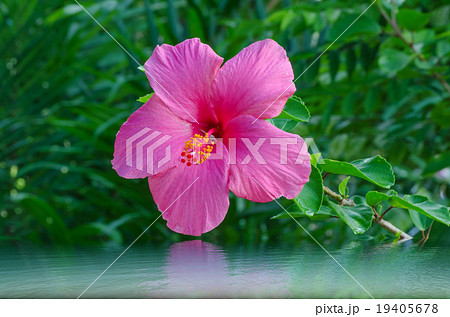 Pink hibiscus flower 19405678