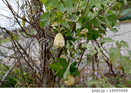 ハヤトウリ ハヤトウリ 19405689