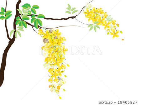 Golden shower flowers or Ratchaphruek ,yellow flow 19405827