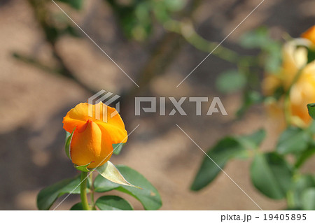 マダムシャルルソバージュ バラの花の蕾の写真素材