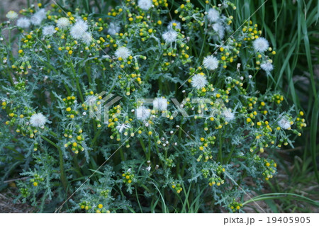 野襤褸菊 ノボロギクと申します。 野襤褸菊 ノボロギクと申します。 19405905