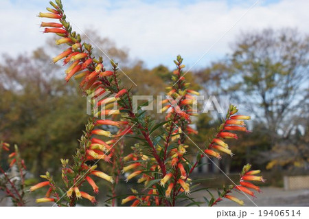 クフェア・メルビラ 筒状咲 クフェア・メルビラ 筒状咲 19406514