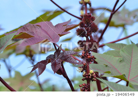 トウゴマ 19406549