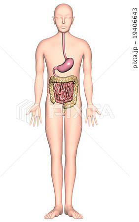 人体解剖図ver2 胃 小腸 大腸 X線なし のイラスト素材