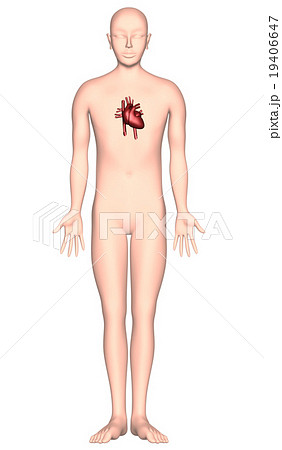 人体解剖図ver2（心臓・X線なし） 19406647