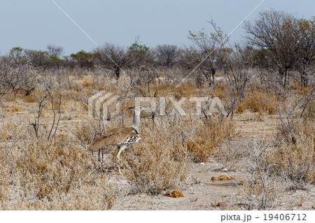 Kori Bustard in african bush 19406712
