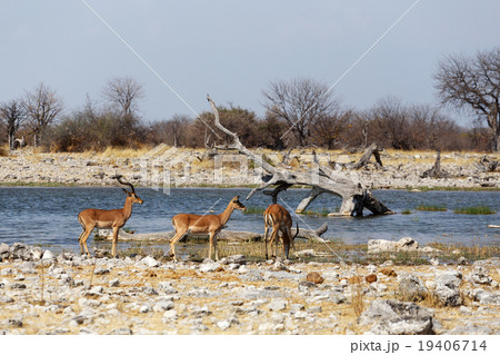 heard of Impala antelope heard of Impala antelope 19406714