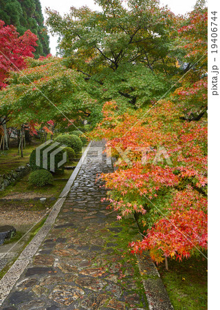 紅葉に覆われた参道、酬恩庵一休寺、京田辺市、京都府 19406744