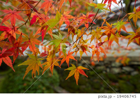 参道の紅葉を近接撮影、酬恩庵一休寺、京田辺市、京都府 19406745