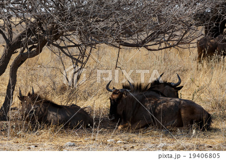 wild Wildebeest Gnu 19406805