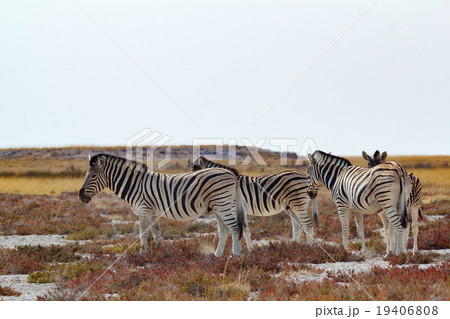 herd of Zebra in african bush 19406808