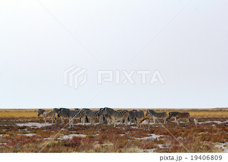 herd of Zebra in african bush 19406809