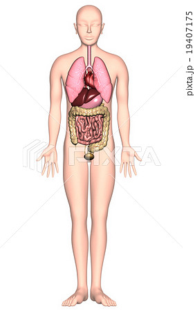 人体解剖図ver2 内臓 X線なし のイラスト素材