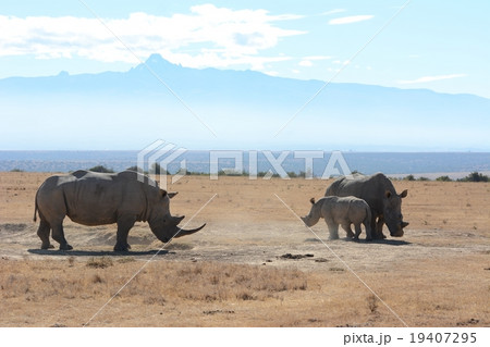 シロサイの親子とケニア山 19407295