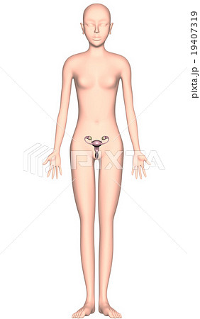 人体解剖図ver2 子宮 卵巣 女性 X線なし のイラスト素材